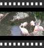 ../pictures/Akron Zoo/DSCF5063_1_small_icon.jpg
